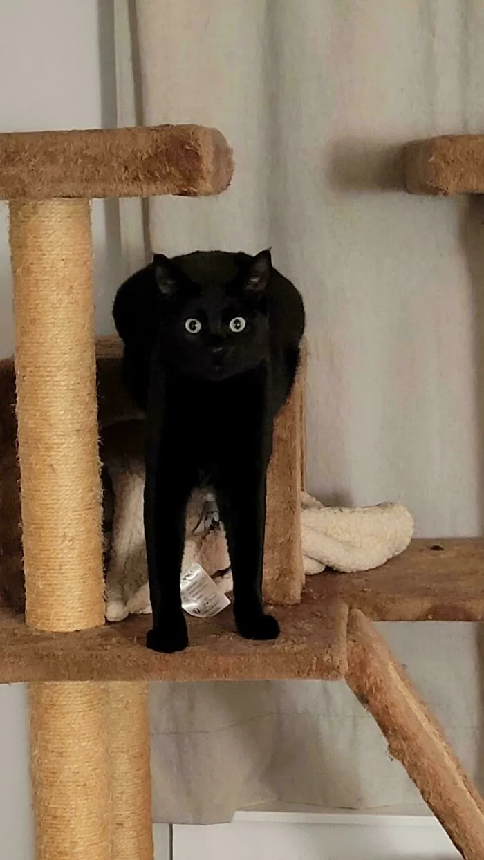 Hisstopher Sits (Ish)