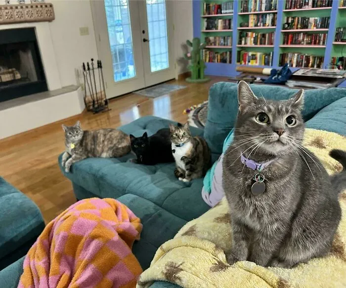 The Council Has Sent Forward Their Representative