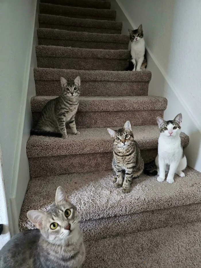 You Have Disrupted The Council Stair Meeting