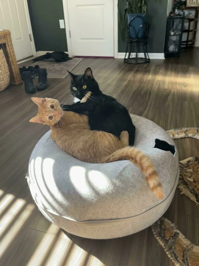 A Disagreement Has Occurred In The Donut