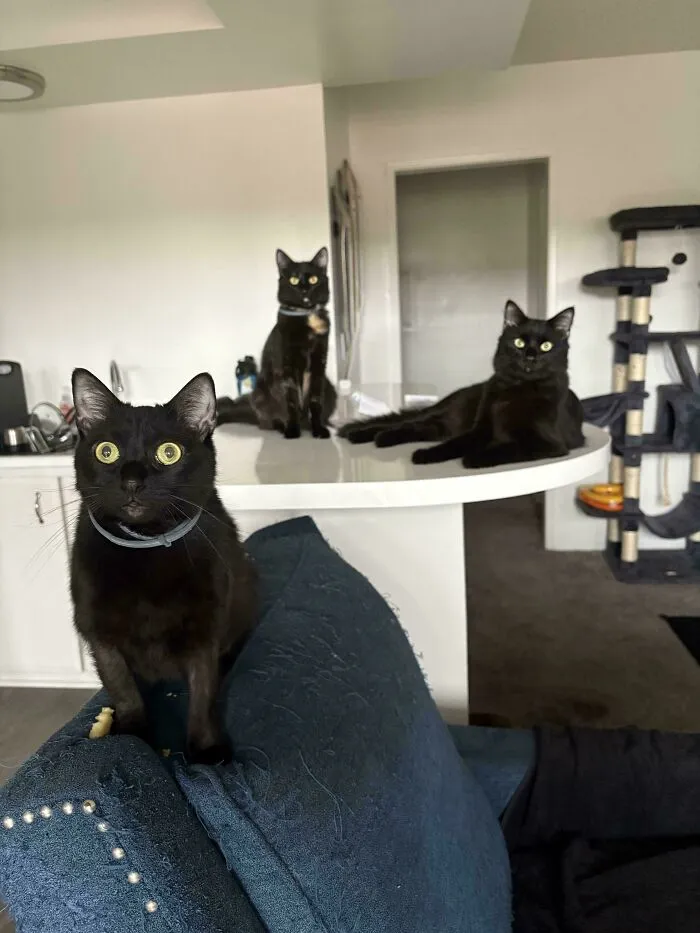 The Council Demanding Dinner As Soon As I Walked In The Door