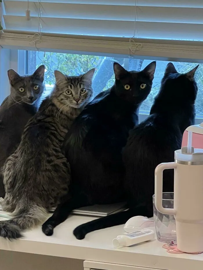 My Kitty Squad