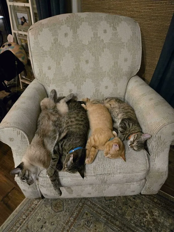 The Council Rests