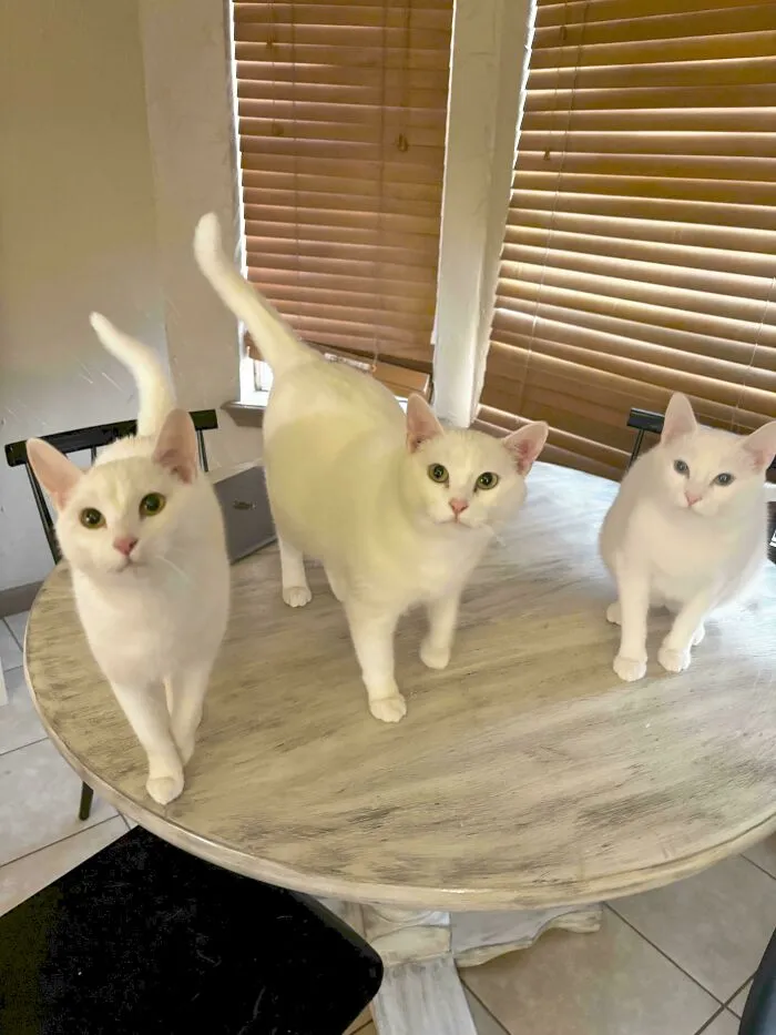 Mama And Her Babies