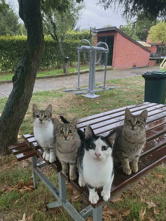 The Council Has Convened An Extraordinary Meeting In The Park