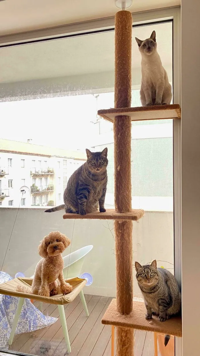 An Imposter