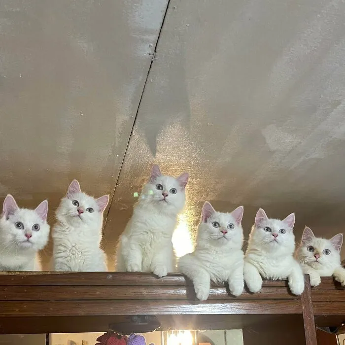 The Council Will Decide Your Fate