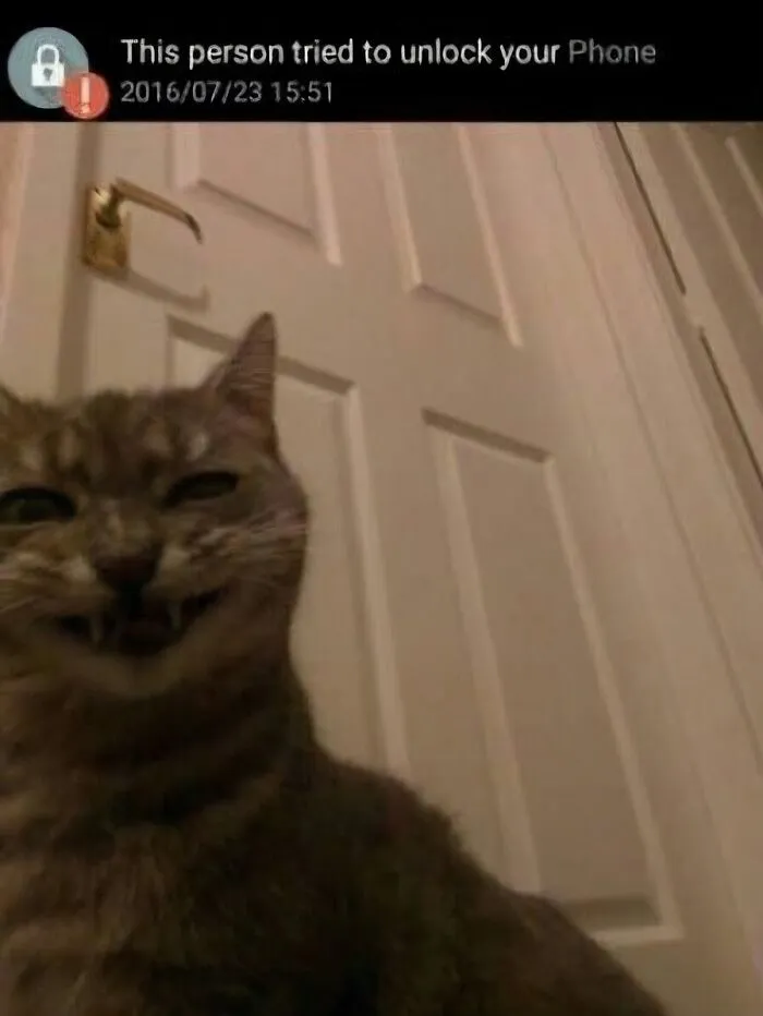 Can't Trust Cats