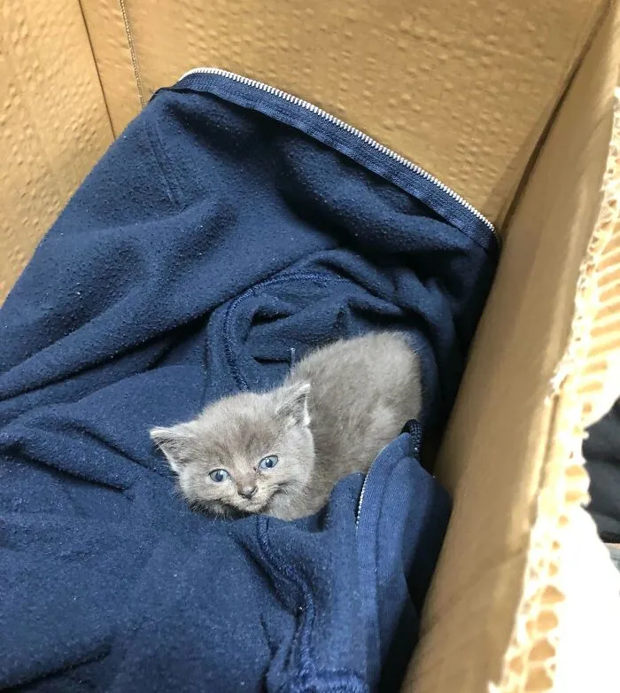 Una imbécil abandonó anoche a este pobre bebé en el contenedor de peluches de mi trabajo.