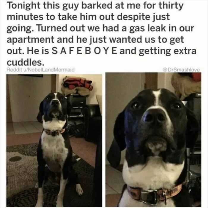 People Are Sharing Their Cute Dog Pics And The Internet Thanks Them For These 78 Snaps
