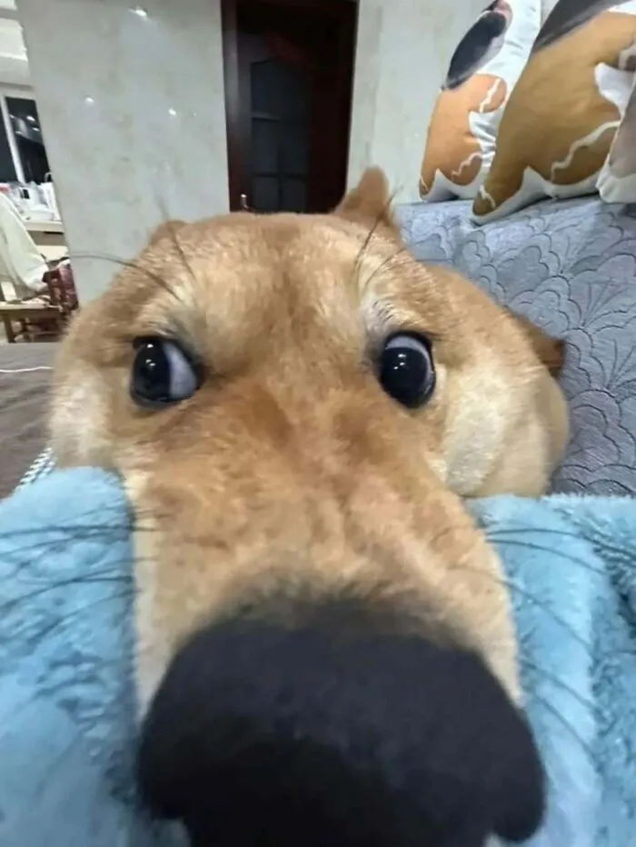 37 Cats And Dogs Caught Being Unreasonably Cute For Absolutely No Reason
