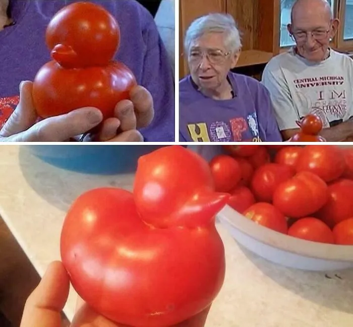 Esta dulce pareja apareció en CNN porque halló un tomate con forma de pato en su jardín