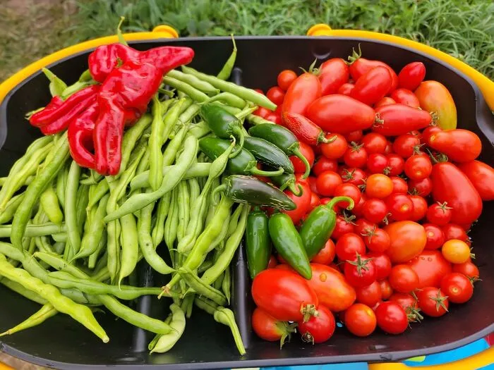 A <a Style="Display:inline;" Href="Https://Www.amazon.com/Fiskars-Container-Gardening-Harvesting-Ergonomic/Dp/B08q8n7pbn?ie=utf8&linkcode=ll1&tag=bpalpaca-20&linkid=5272eba068bcbc0c9f6607c834a877b1&language=en_us&ref_=as_li_ss_tl" Target="_blank">   <span Style="Font: Inherit; Color: #d74b1f;"> Garden Harvest Basket </Span> Is The One Gift That Will Finally Allow Her To Collect Her Home-Grown Tomatoes In A Way That Feels Less Like A Chore And More Like She's The Star Of A Nancy Meyers Movie