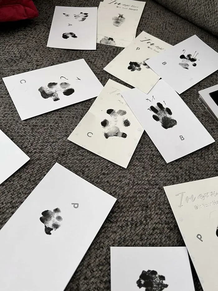 Your Pet Can Now Immortalize Their Signature Without The Subsequent Chaos Of An Ink-Related Disaster Thanks To The <a Style="Display:inline;" Href="Https://Www.amazon.com/Deerzone-Inkless-Impression-Footprint-Keepsake/Dp/B0ckdymfxl?ie=utf8&th=1&linkcode=ll1&tag=bpcrow-20&linkid=cb5ec3793d1d391254fa006ab80c8c89&language=en_us&ref_=as_li_ss_tl" Target="_blank">   <span Style="Font: Inherit; Color: #d74b1f;"> Inkless Paw Print Kit </Span>