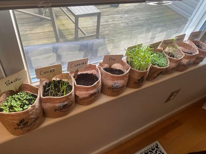 Pretending To Be A Self-Sufficient Farmer Requires Way Less Dirt Under Their Fingernails When They Set Up The <a Style="Display:inline;" Href="​​https://Www.amazon.com/Christmas-Gifts-Mom-Women-Her/Dp/B0fh4mhkxv?ie=utf8&linkcode=ll1&tag=bpwolf-20&linkid=2c646787ed2dc2763acf16636c702d31&language=en_us&ref_=as_li_ss_tl" Target="_blank">   <span Style="Font: Inherit; Color: #d74b1f;"> Indoor Herb Garden Starter Kit </Span> On The Kitchen Counter To Grow Their Own Garnishes