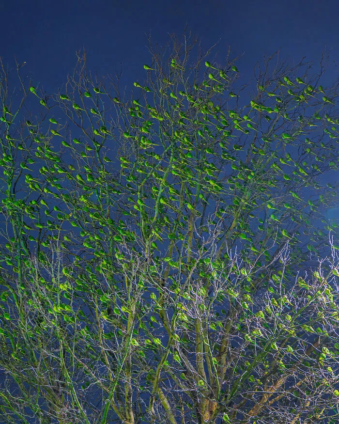 I Thought Winter Had Turned Green In London, Until I Realized It Was A Thousand Parakeets (35 Pics)