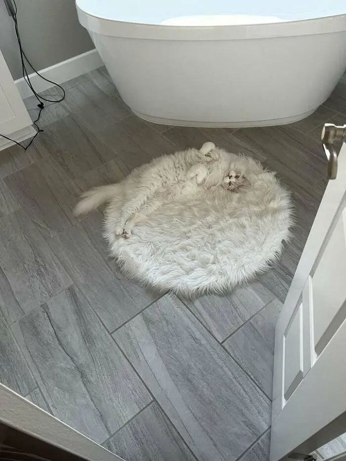 Mi alfombra tiene cola 