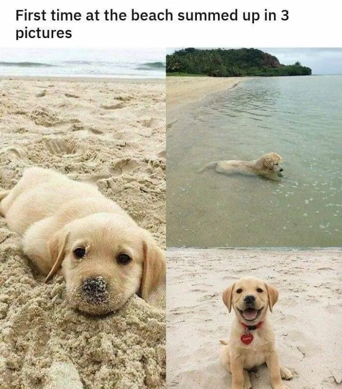 People Are Sharing Their Cute Dog Pics And The Internet Thanks Them For These 78 Snaps