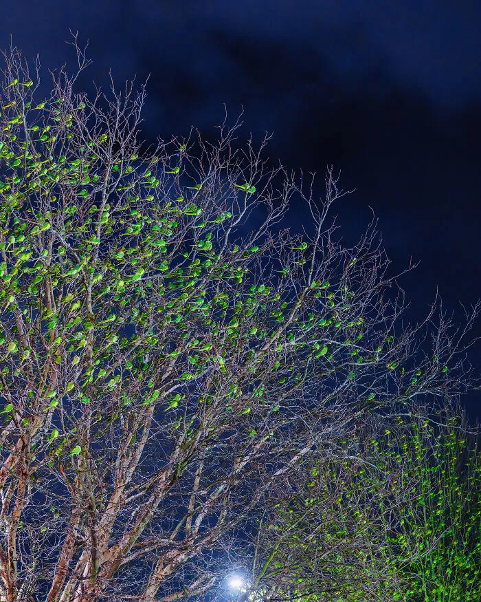 I Thought Winter Had Turned Green In London, Until I Realized It Was A Thousand Parakeets (35 Pics)
