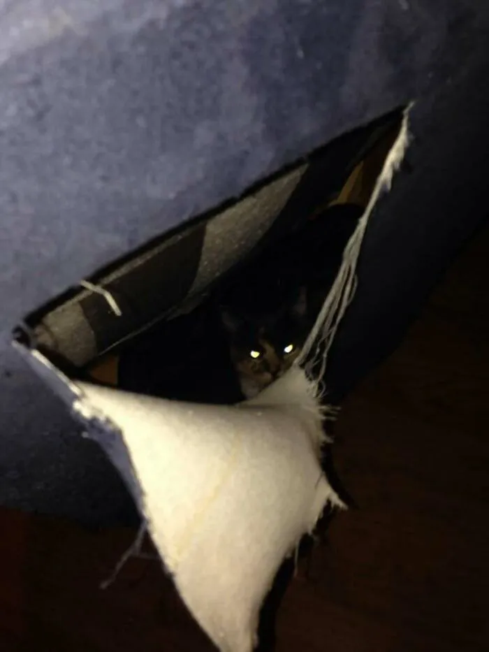 Compré un sofá y, al llevarlo a casa, escuché ruidos que provenían de él. Lo abrí y encontré un gato. 