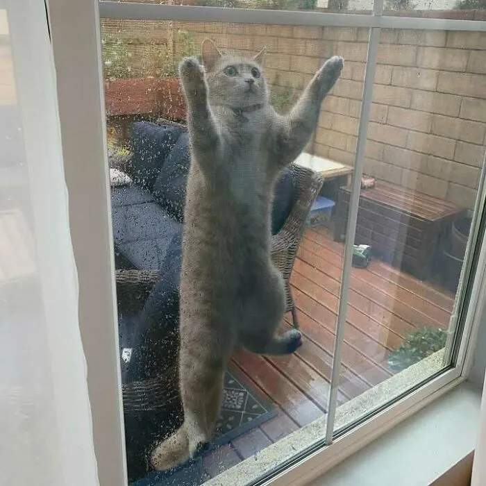 Mi gata lamentando su decisión de salir mientras llueve 