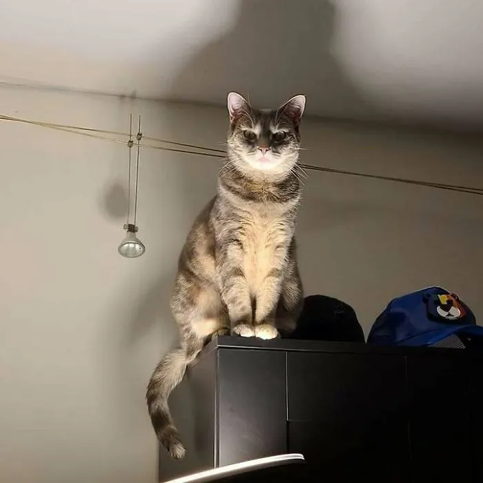 Compré una lámpara nueva… y mi gato hizo esto 