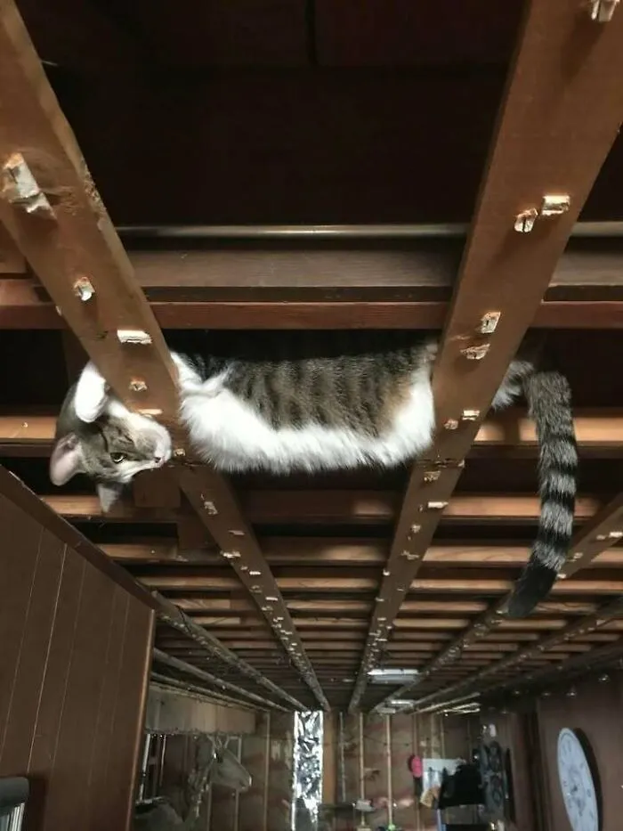 Estoy remodelando el sótano y acaban de quitar todas las láminas del techo. Encontré a mi gato así 