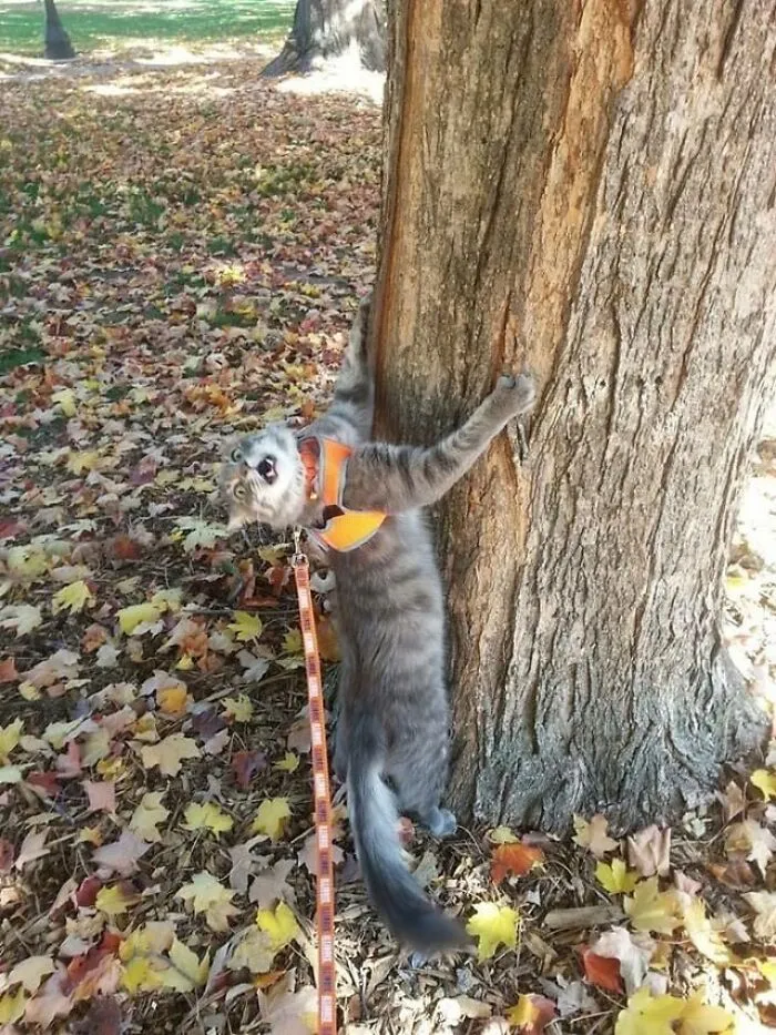Mi hermana sacó a pasear a su gato el otoño pasado. Todavía no sabemos si él lo disfrutó. 