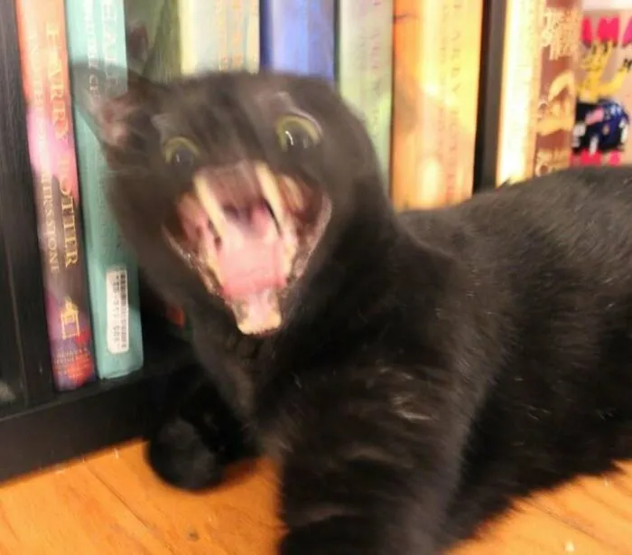 Alguien dijo que los gatos negros son difíciles de fotografiar para las redes sociales. Pues les presento a Thor. 