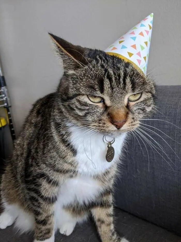 Mi gata cumplió 3 años, pero no le interesan las celebraciones 
