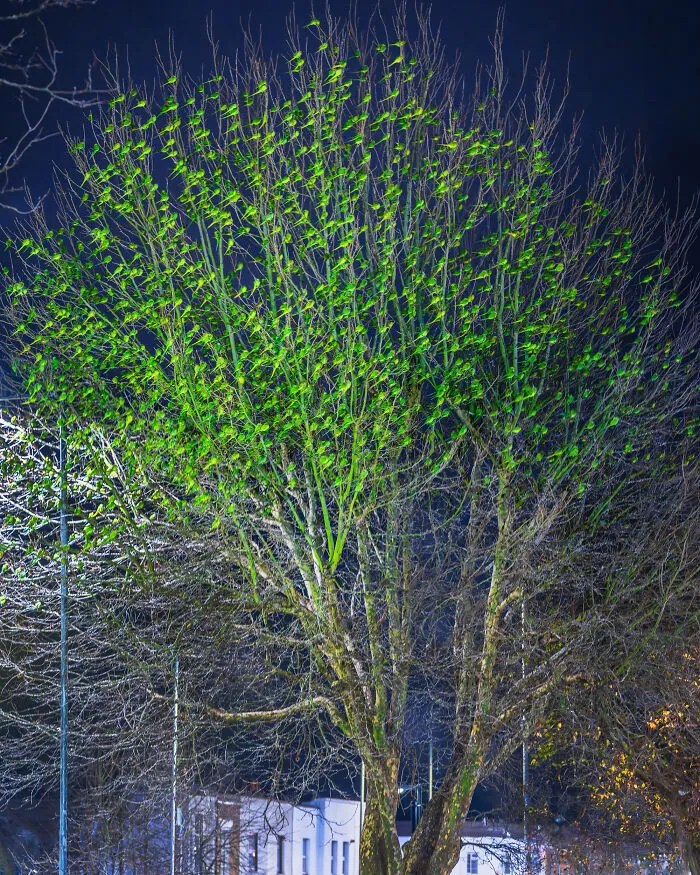 I Thought Winter Had Turned Green In London, Until I Realized It Was A Thousand Parakeets (35 Pics)
