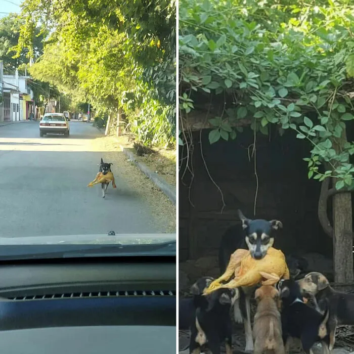 39 Hilarious “Important Animal Images,” As Shared By This Page Dedicated To All Sizes And Species (New Pics)