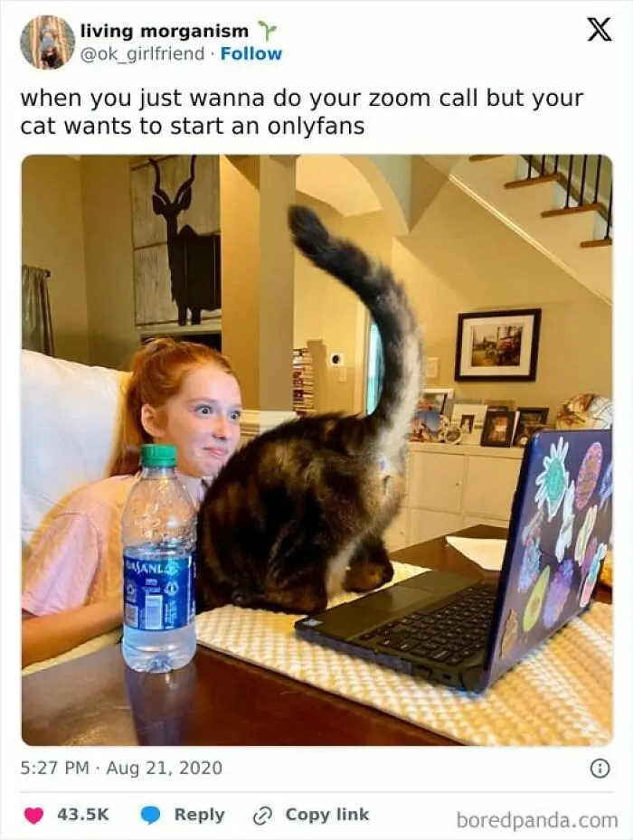 84 Pics That Prove Cats Are Little Jerks You Just Can’t Be Mad At