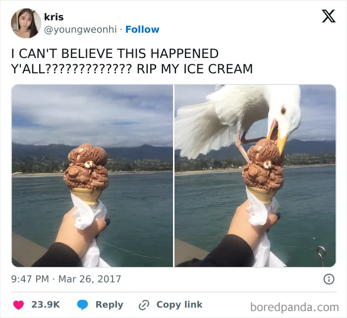 "A Seagull Legit Swooped In On My Ice Cream"