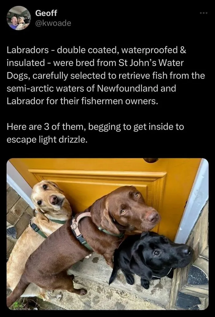 People Are Sharing Their Cute Dog Pics And The Internet Thanks Them For These 78 Snaps