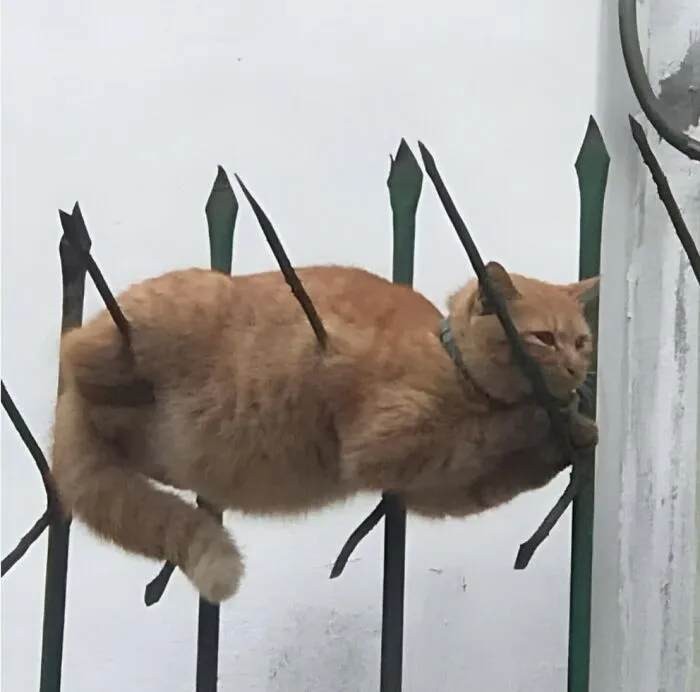 Orange cat caught in a hilarious moment, stuck between metal fence bars, showcasing funny animal images and amusing moments.