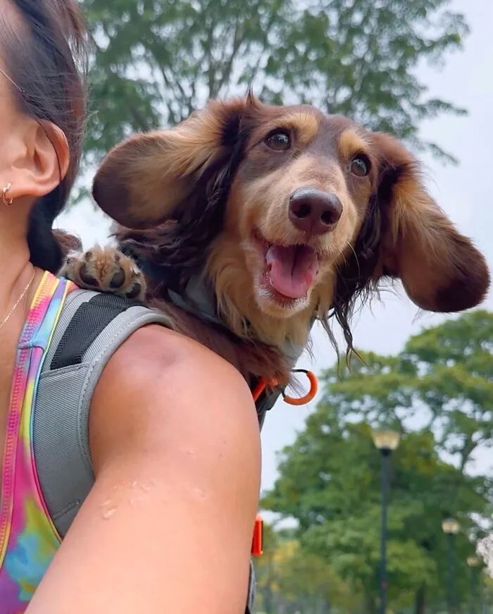 44 Wholesome Photos Of Pups Being Carried Through Cities In Backpacks