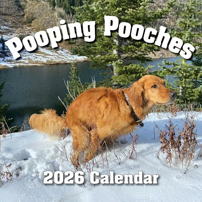 A <a Style="Display:inline;" Href="Https://Www.amazon.com/Pooping-Pooches-White-Elephant-Calendar/Dp/B0754y9gnh?crid=h2lxmtlta919&dib=eyj2ijoimsj9.nwiqd1g5zlqf1f2sjvwcvkyxnixzg6ehejajr498kjljkxob7e54e53-E8fzloywp9azupg7xy7lgyrnmchmkqcpn-Thjunul0oyxrbqbggxyx08optx273wrh42vsfdprswqapbeaybqzrt6cx7de91v1mawidomqzqy9u4bgqresi2hgi_avlr0nmktmr5wxcxydu7qcn_1gztcm-C0qboboshhhhy9keoherggqonq3gi3w8jtxadwgppwtf4jjgwqsnwyivqnubmuxntaksnvtzn47rswabtpmkgwv4.4j3vrnbrzhgptbqtrtlvdvnww4gqvey9nfv_zwzmag8&dib_tag=se&keywords=white+elephant+gifts&qid=1765876101&sprefix=white+elephant+gift%2caps%2c214&sr=8-7&linkcode=ll1&tag=bppelican-20&linkid=1c2d06acef57751e3563045d6cc05670&language=en_us&ref_=as_li_ss_tl" Target="_blank">  <span Style="Font: Inherit; Color: #d74b1f;"> Pooping Pooches </Span> Calendar Is Disgusting And Hilarious In Equal Measure