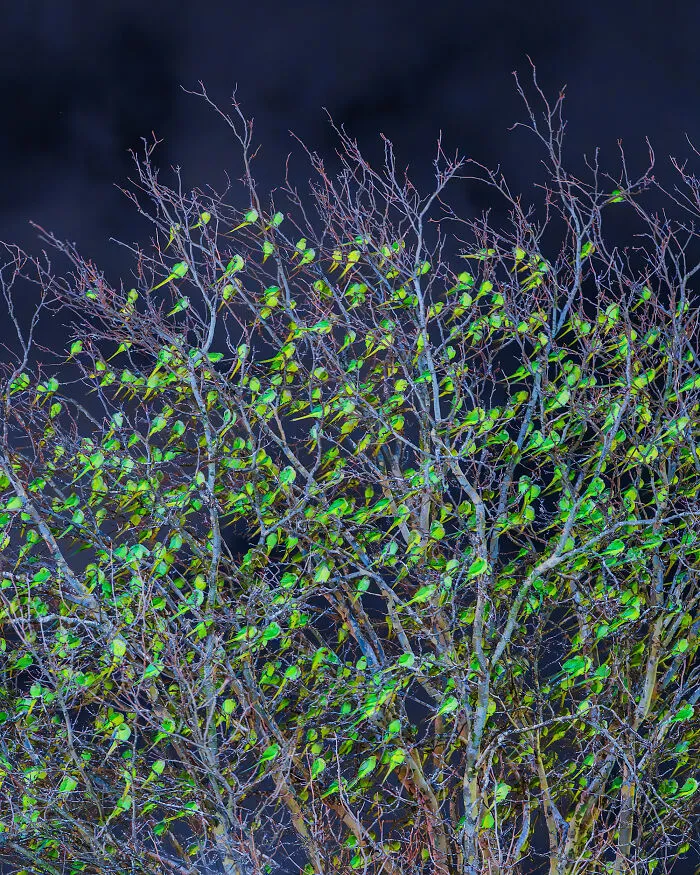 I Thought Winter Had Turned Green In London, Until I Realized It Was A Thousand Parakeets (35 Pics)