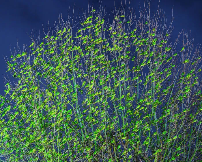 I Thought Winter Had Turned Green In London, Until I Realized It Was A Thousand Parakeets (35 Pics)