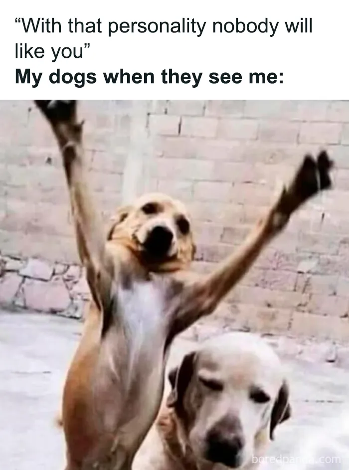 Funny meme of dogs showing excitement, perfect for brightening dark and cold winter days with humor and warmth.