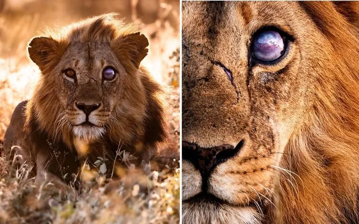 41 Times This Photographer Was At The Right Place At The Right Moment In The Wild