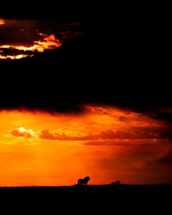 This Photographer Captured 30 Breathtaking Animal Silhouettes At Golden Hour