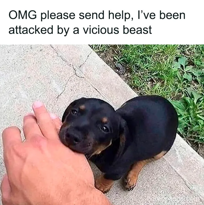 People Are Sharing Their Cute Dog Pics And The Internet Thanks Them For These 78 Snaps