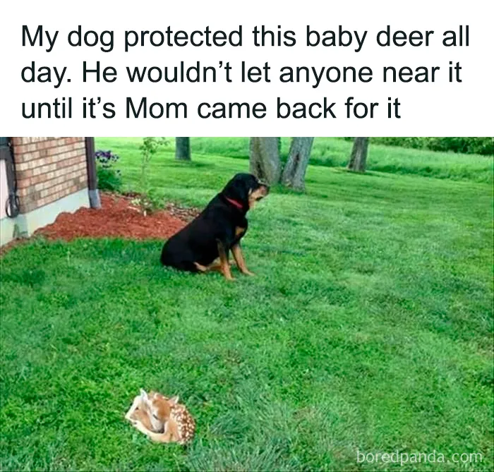 People Are Sharing Their Cute Dog Pics And The Internet Thanks Them For These 78 Snaps