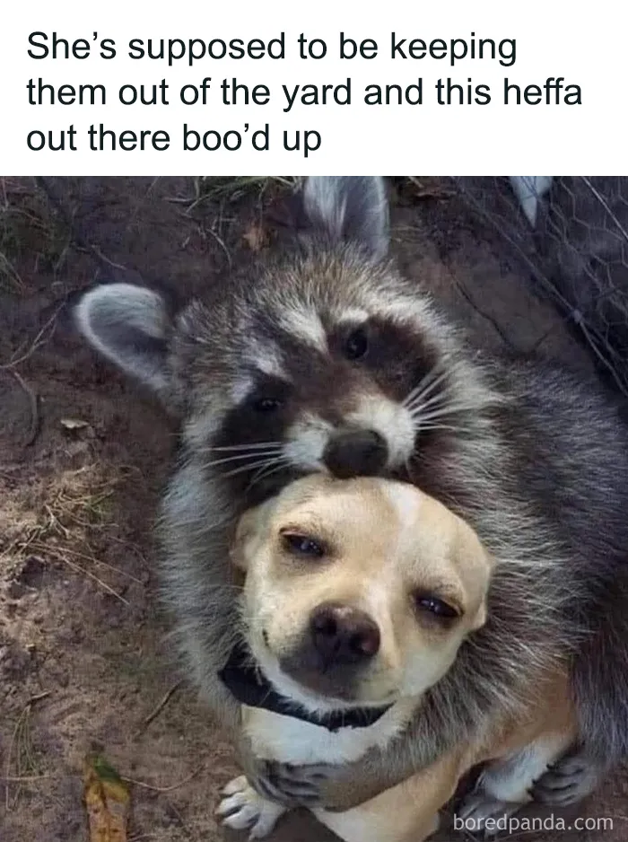 69 Funny Memes For Your Daily Dose Of Cute Animal Content (New Pics)