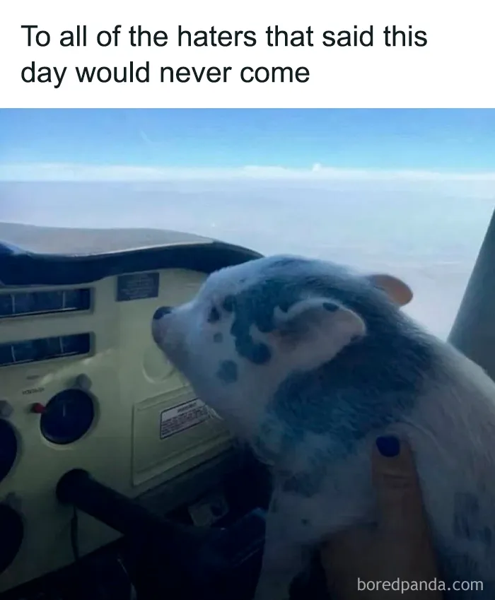 69 Funny Memes For Your Daily Dose Of Cute Animal Content (New Pics)