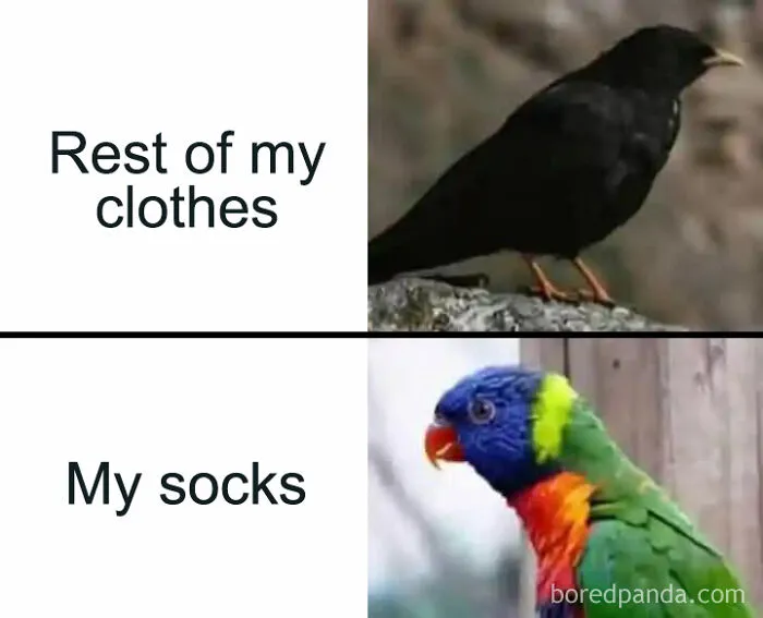 69 Funny Memes For Your Daily Dose Of Cute Animal Content (New Pics)