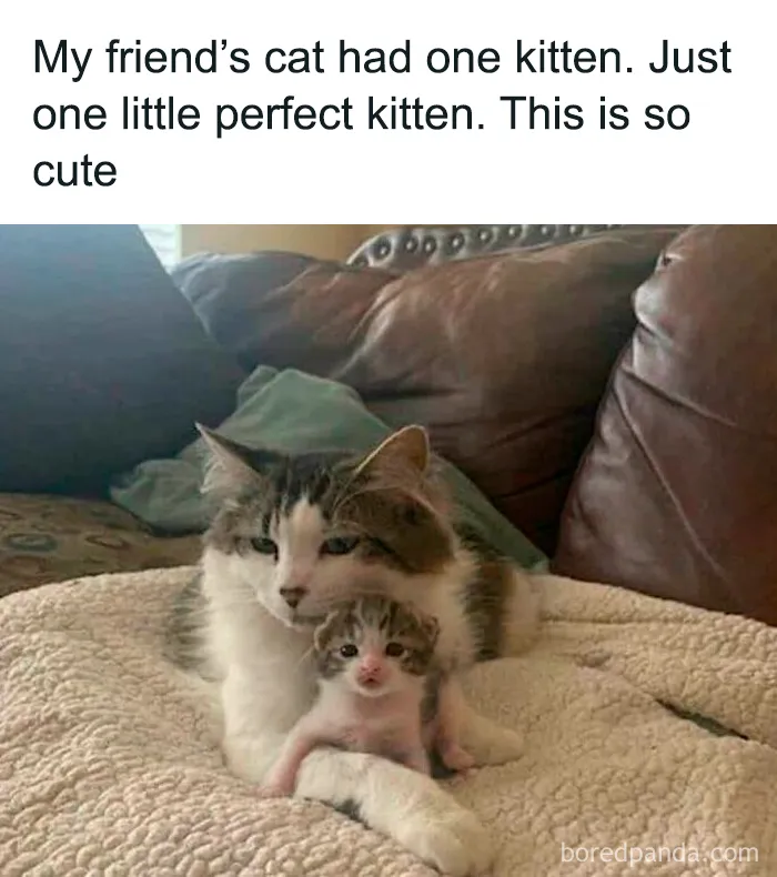 69 Funny Memes For Your Daily Dose Of Cute Animal Content (New Pics)