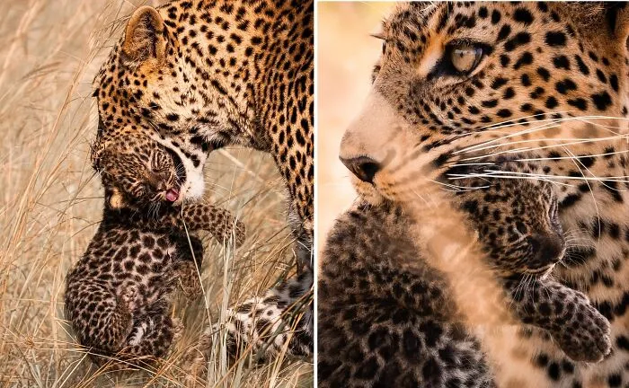 41 Times This Photographer Was At The Right Place At The Right Moment In The Wild